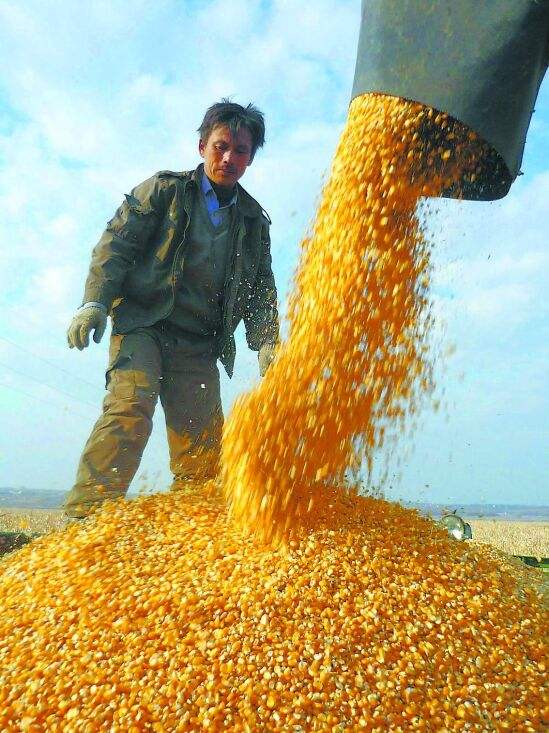全球最大玉米生产国，玉米出口将遭重创！